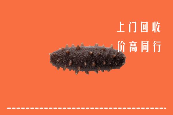 高价求购：聊城莘市回收海参